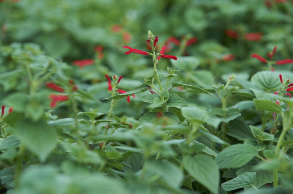 Honigmelonensalbei Blüte