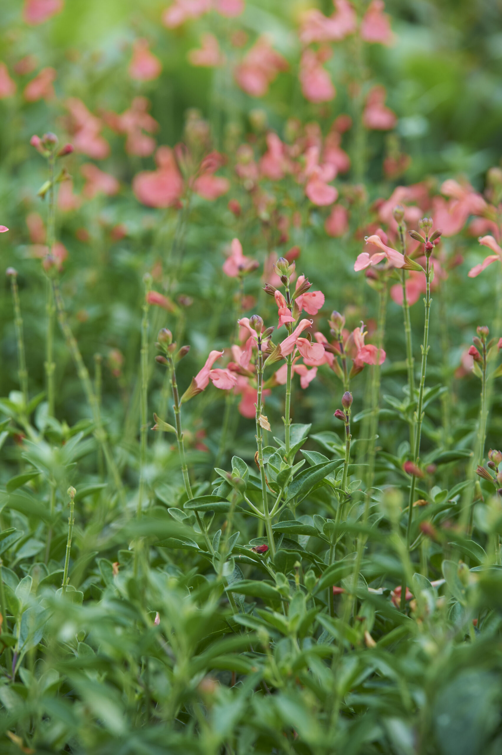 Pfirsichsalbei Blüte