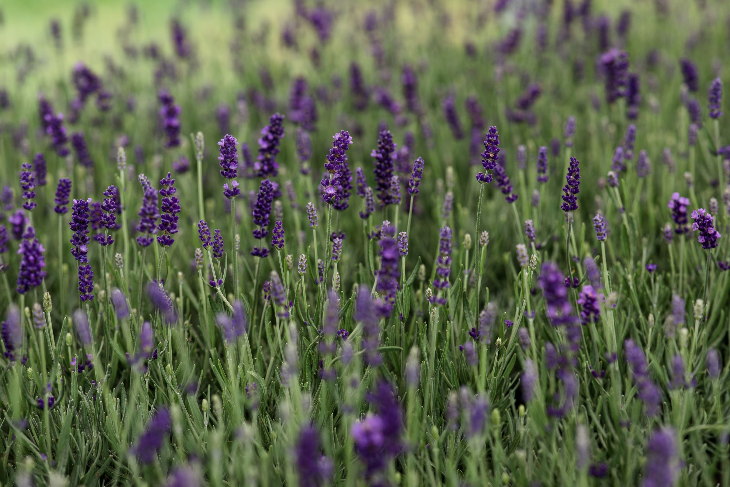 Lavendel