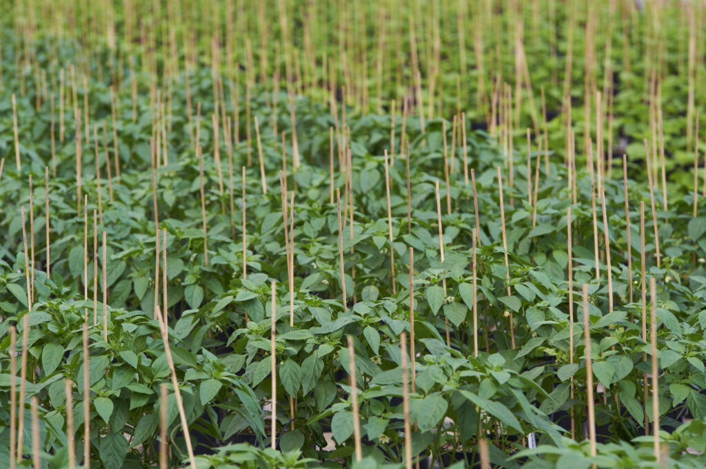 Paprika Solitär