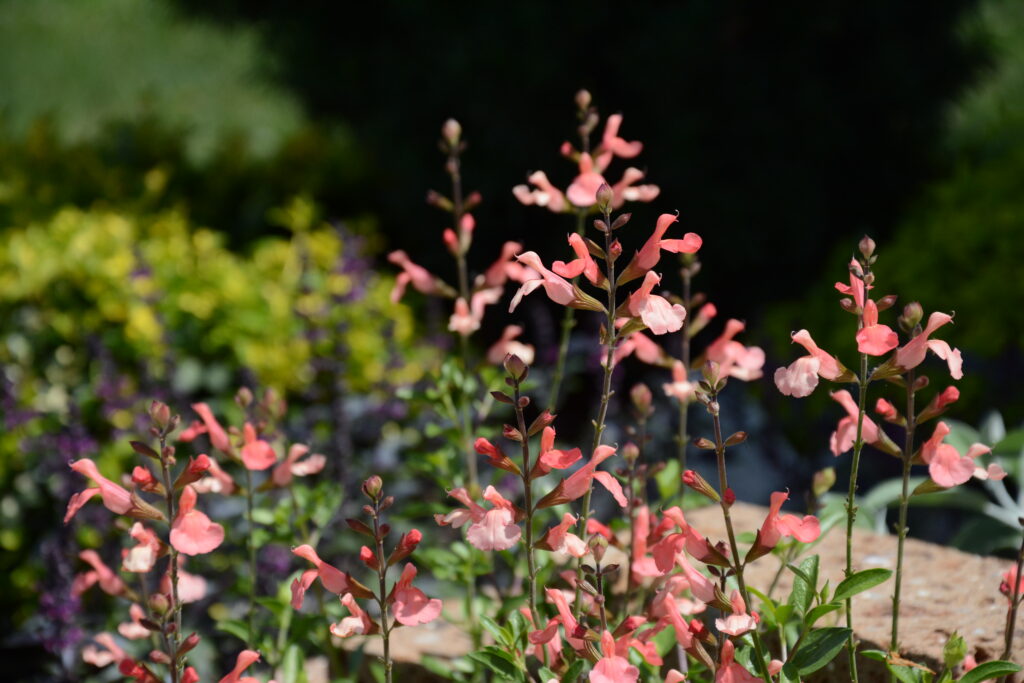 Pfirsischsalbei mit oranger Blüte