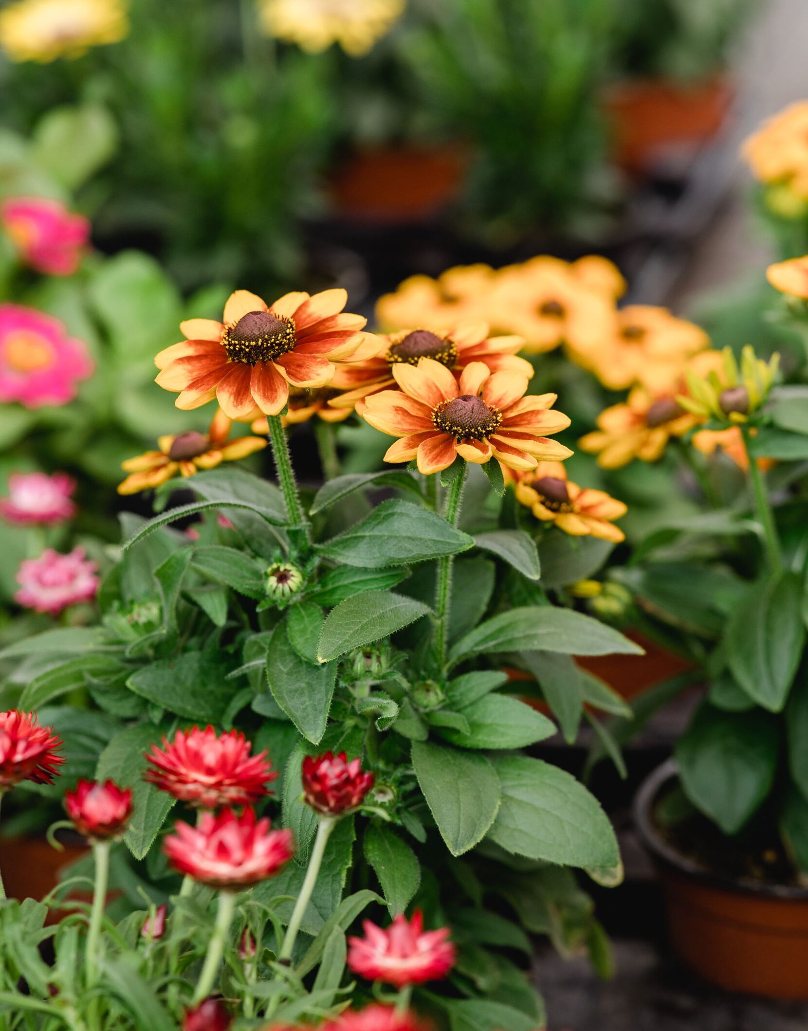 Rudbeckia