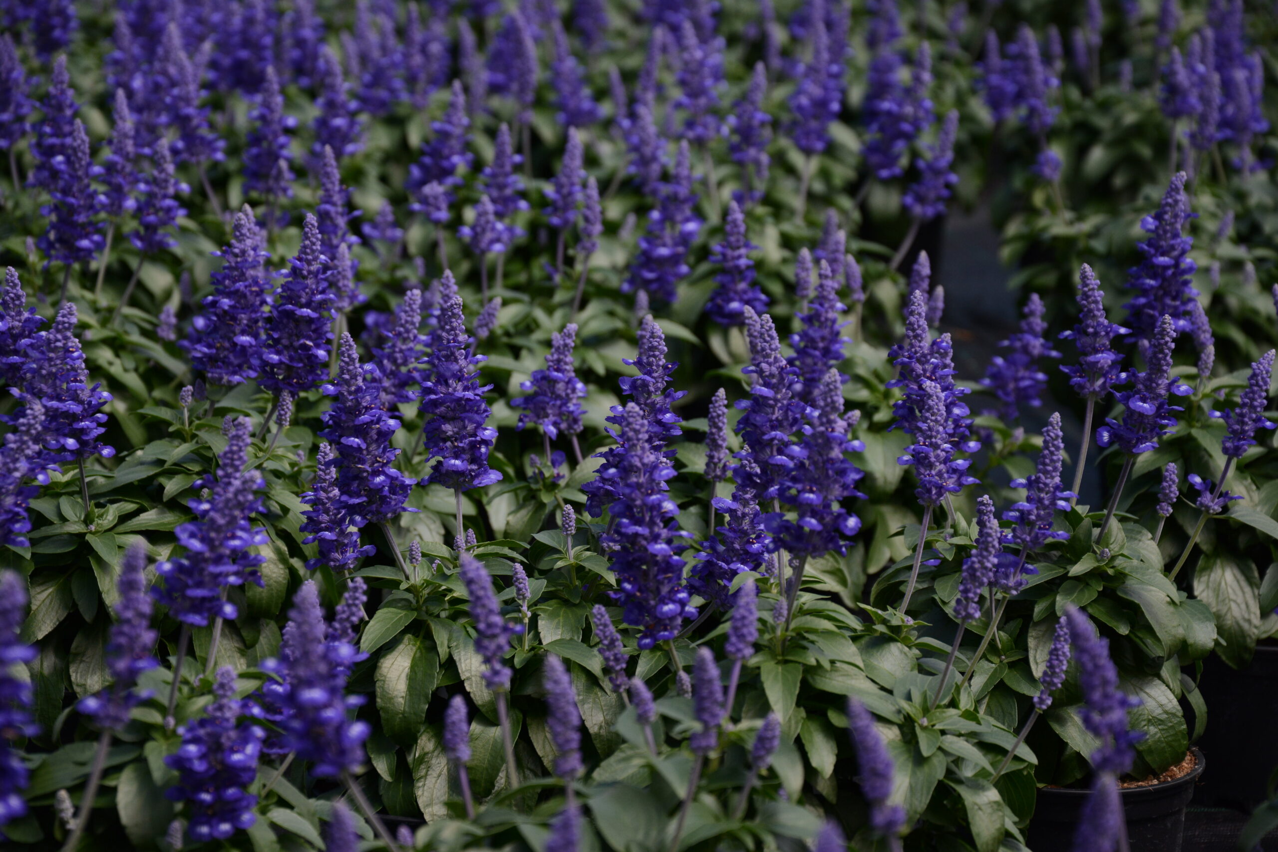 Stauden Salvia