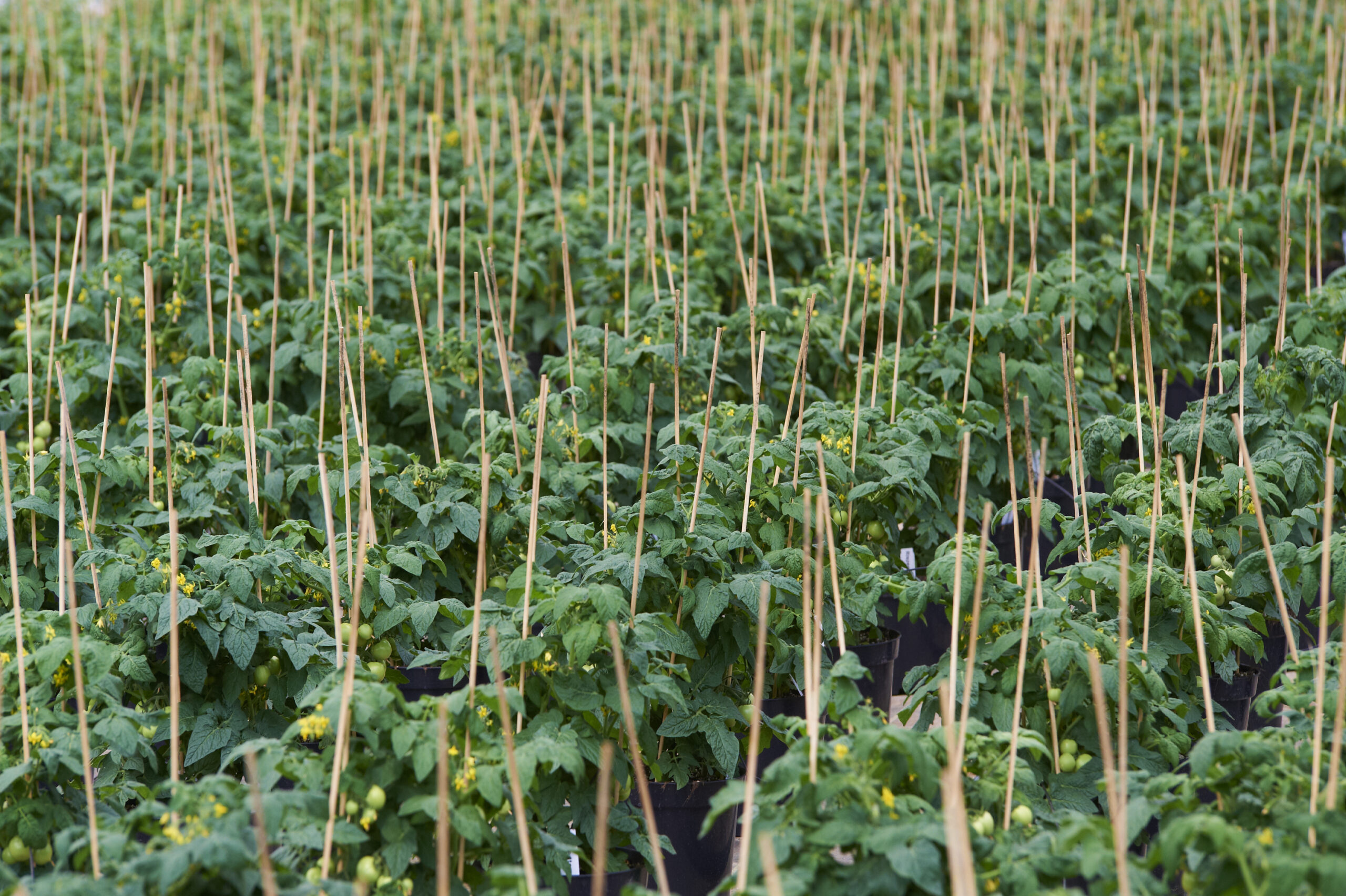 Tomaten Solitär