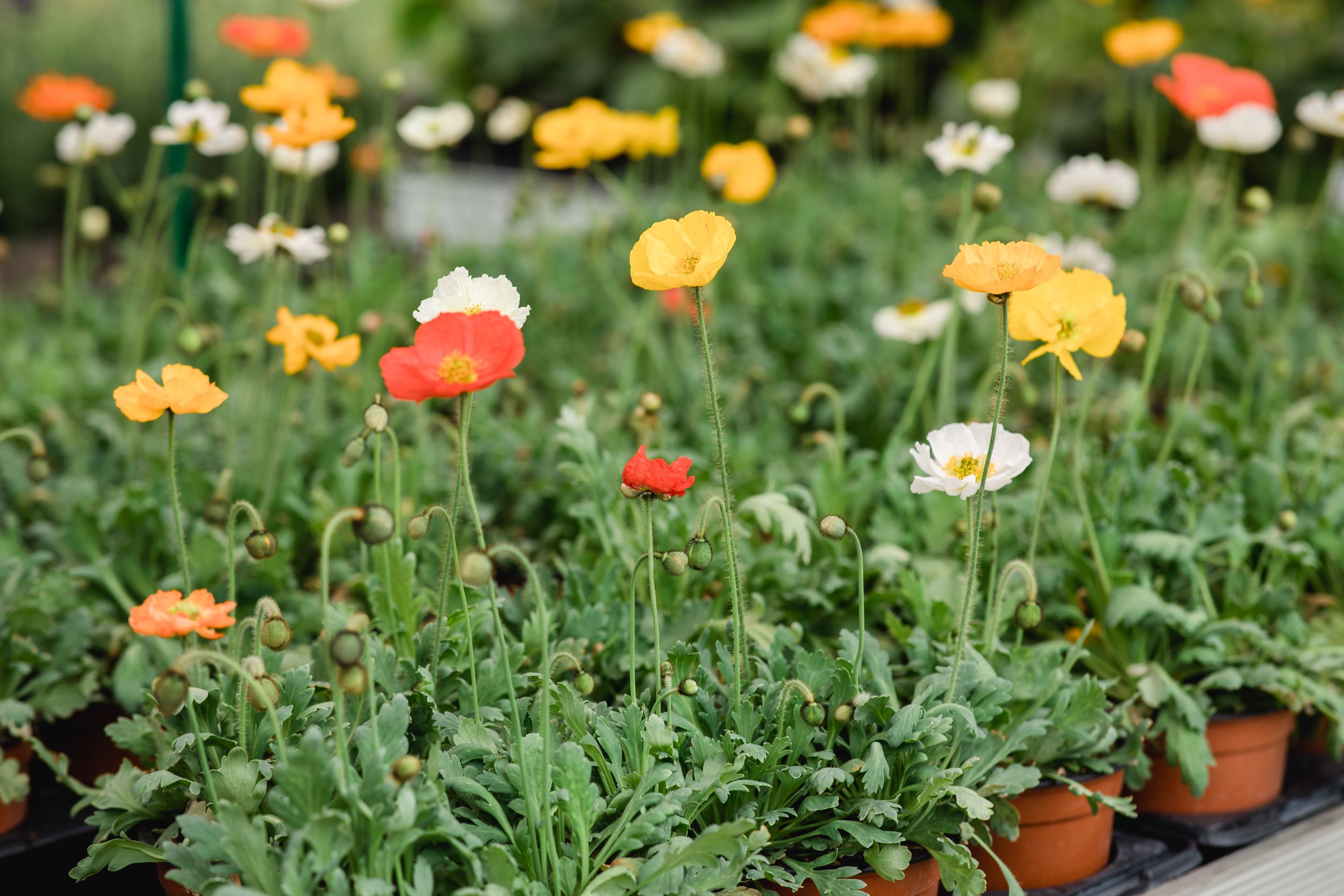 Winterharter Mohn