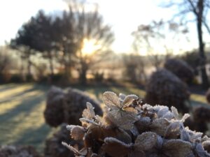 Winterlicher Garten