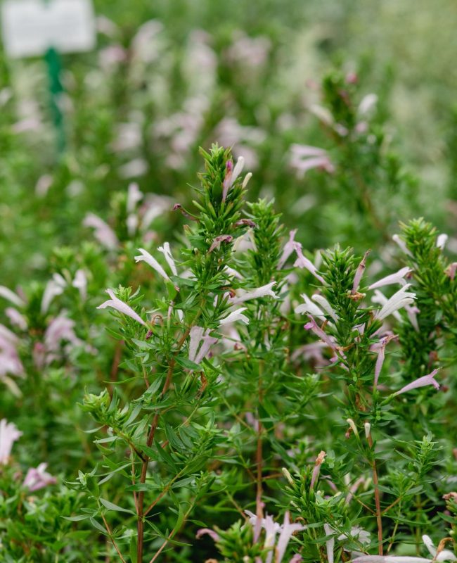 Mexikanischer Oregano